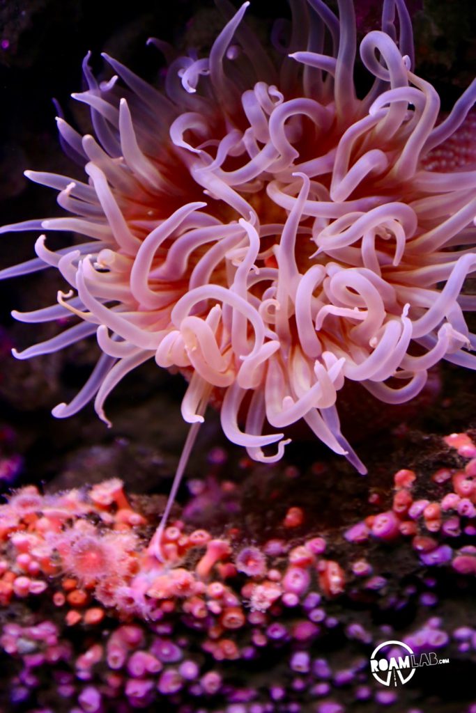 Halls of sea otters, jellies, tropical fish, seahorses, octopus, and other aquatic wonders on display at the Monterey Bay Aquarium.