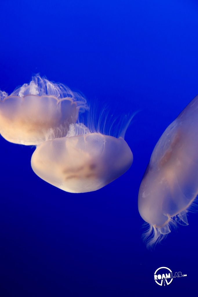 Halls of sea otters, jellies, tropical fish, seahorses, octopus, and other aquatic wonders on display at the Monterey Bay Aquarium.