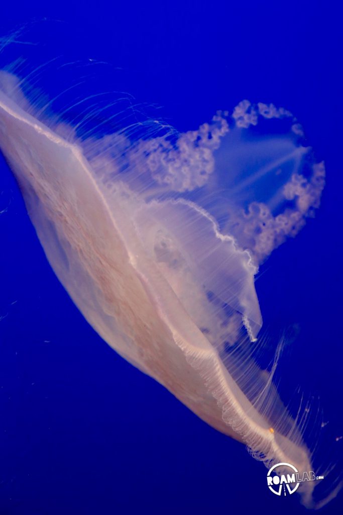 Halls of sea otters, jellies, tropical fish, seahorses, octopus, and other aquatic wonders on display at the Monterey Bay Aquarium.