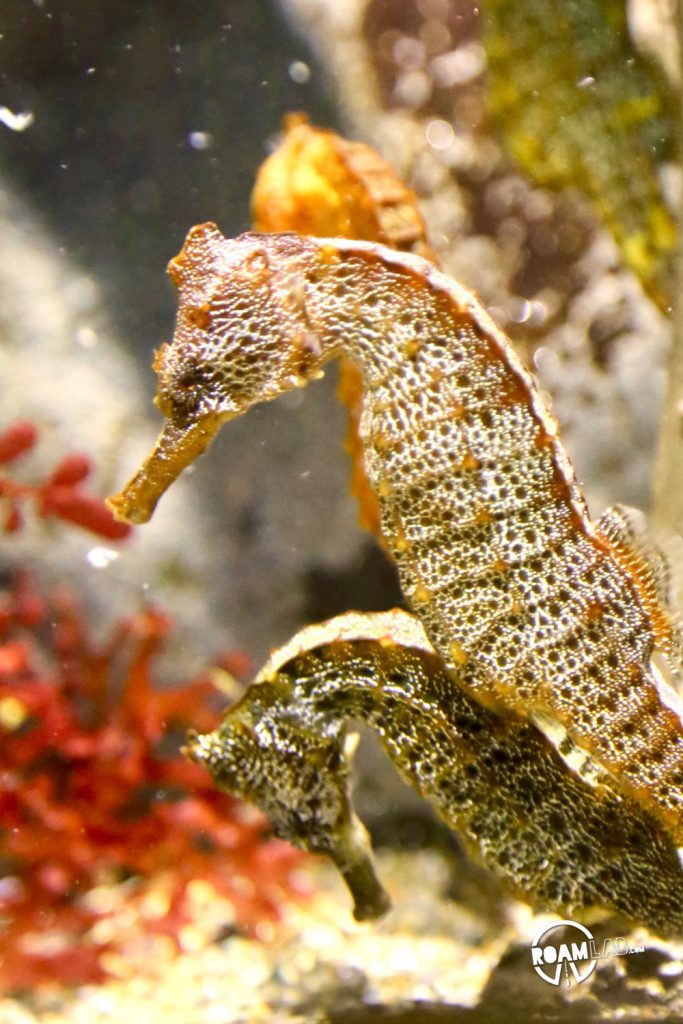 Halls of sea otters, jellies, tropical fish, seahorses, octopus, and other aquatic wonders on display at the Monterey Bay Aquarium.