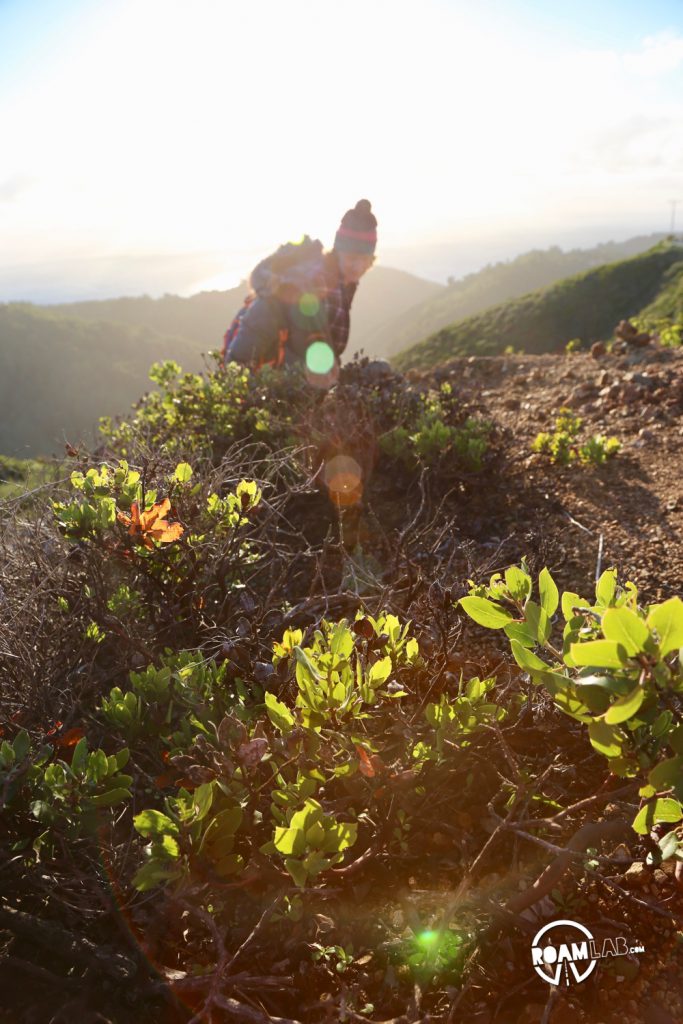 Buzzard's Roost hiking trail is a 3-mile loop trail following the Big Sur River, up shady redwood slopes, for brilliant sunset views of the Pacific Ocean.