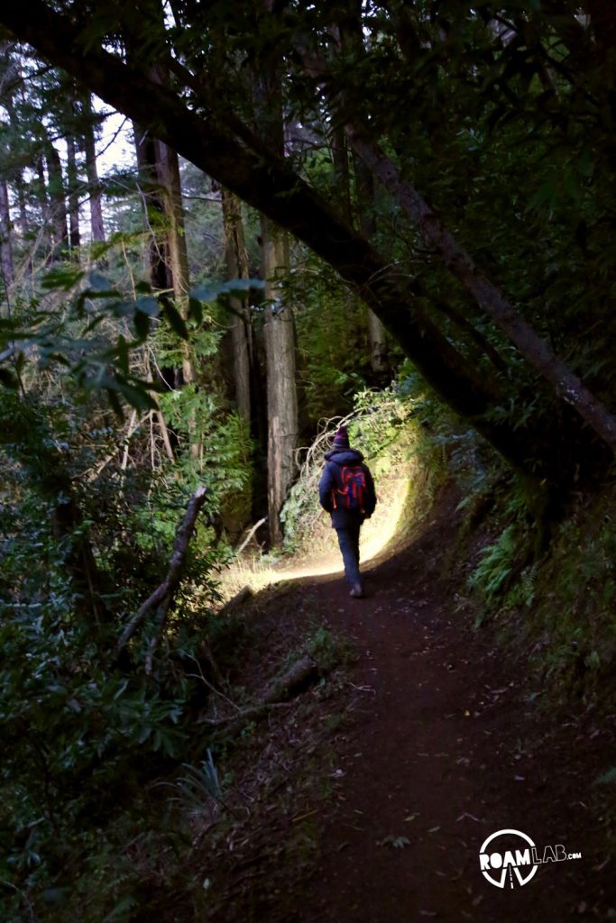 Buzzard's Roost hiking trail is a 3-mile loop trail following the Big Sur River, up shady redwood slopes, for brilliant sunset views of the Pacific Ocean.