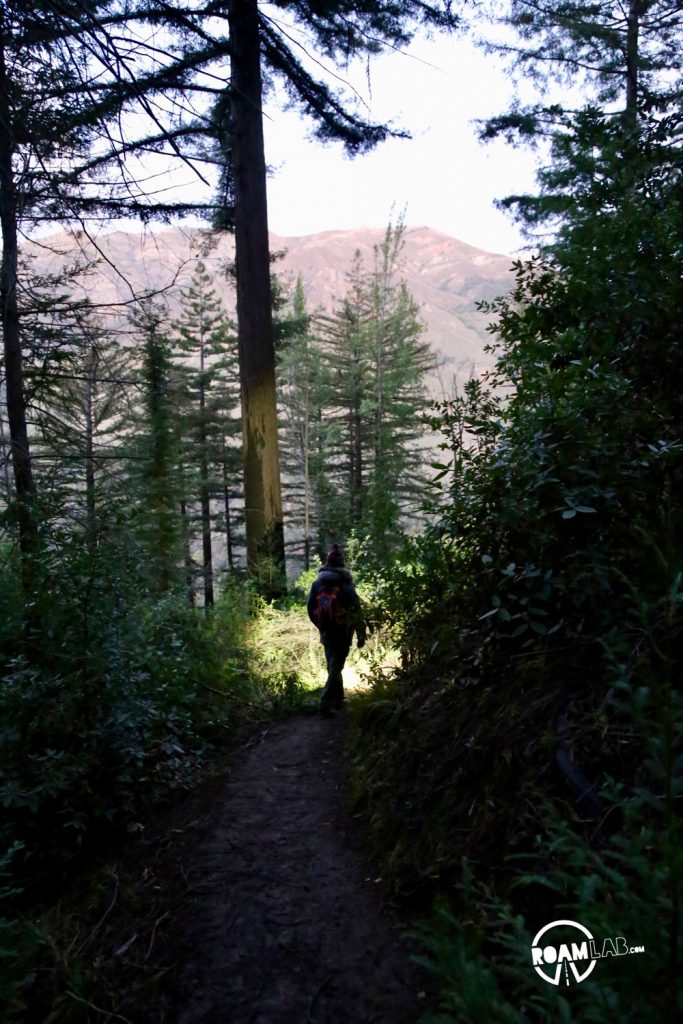 Buzzard's Roost hiking trail is a 3-mile loop trail following the Big Sur River, up shady redwood slopes, for brilliant sunset views of the Pacific Ocean.