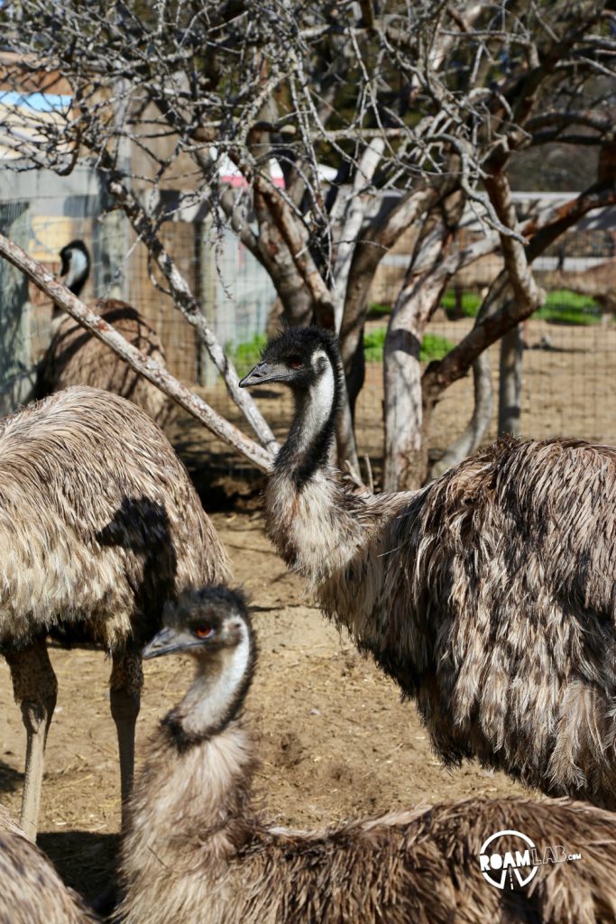 Feed ostriches & emus or buy an egg that can feed a family at the roadside attraction, OstrichLand USA in Solvang, California.