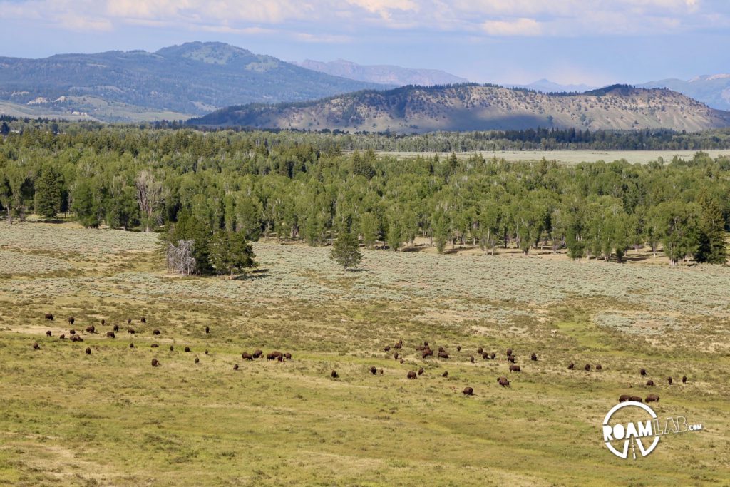 While much of the Grand Teton National Park is paved, there is a rare off-roading opportunity on the River Road. Join buffalo and elk along the Snake River.