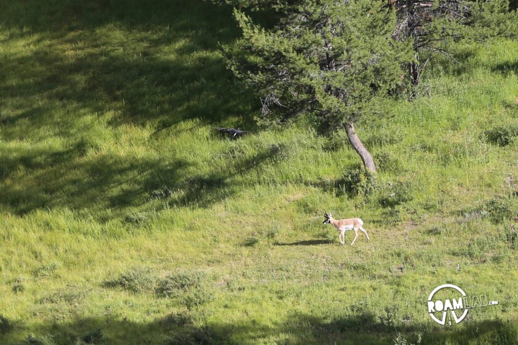 While much of the Grand Teton National Park is paved, there is a rare off-roading opportunity on the River Road. Join buffalo and elk along the Snake River.