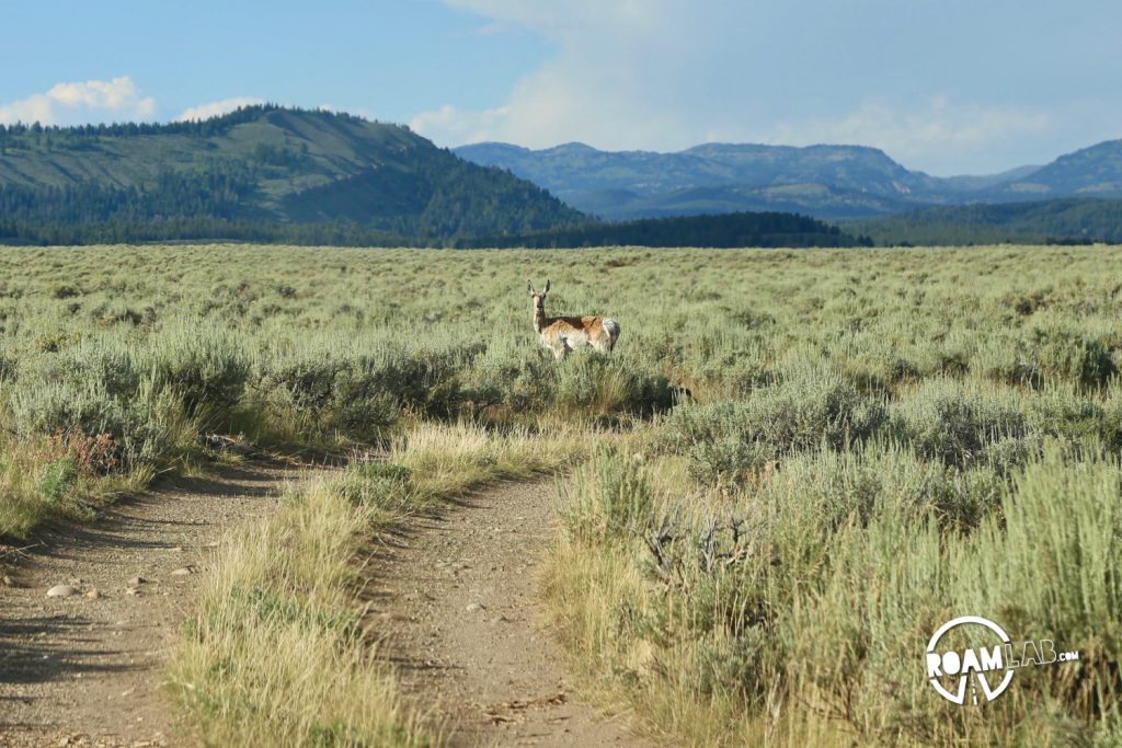 While much of the Grand Teton National Park is paved, there is a rare off-roading opportunity on the River Road. Join buffalo and elk along the Snake River.