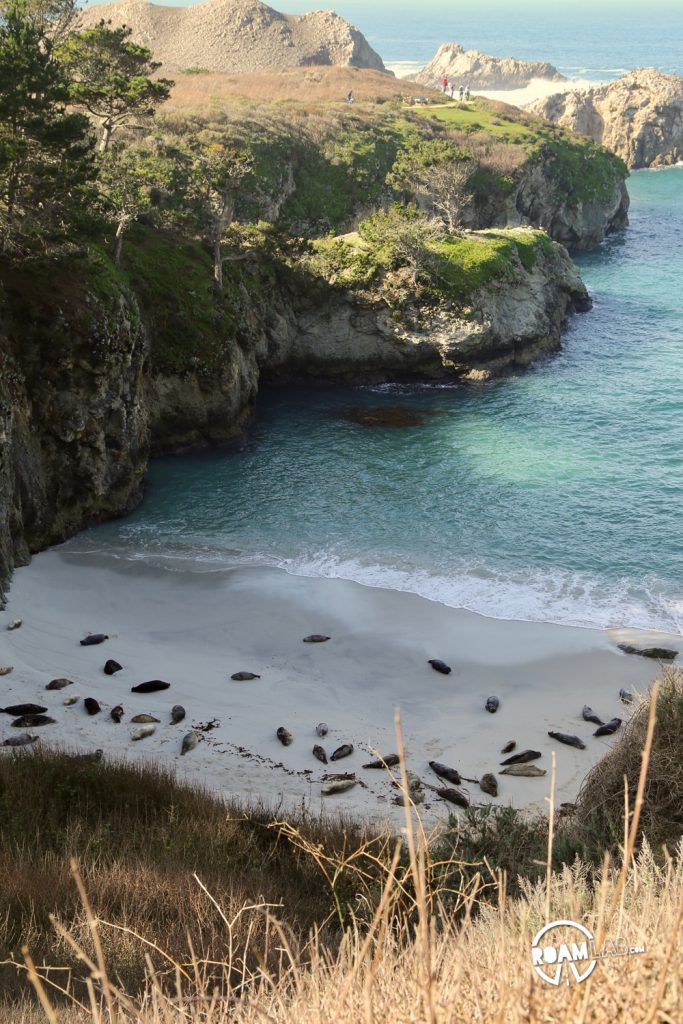 See whales, sea otters, sea lions, harbor seals, pelicans, herons, egrets, and all Point Lobos State Natural Reserve offers in an ultimate 5-mile hike.