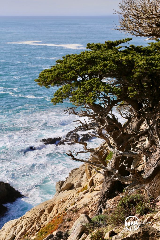 See whales, sea otters, sea lions, harbor seals, pelicans, herons, egrets, and all Point Lobos State Natural Reserve offers in an ultimate 5-mile hike.