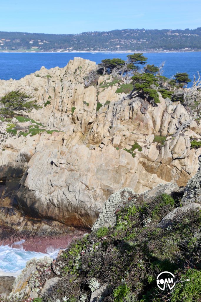 See whales, sea otters, sea lions, harbor seals, pelicans, herons, egrets, and all Point Lobos State Natural Reserve offers in an ultimate 5-mile hike.