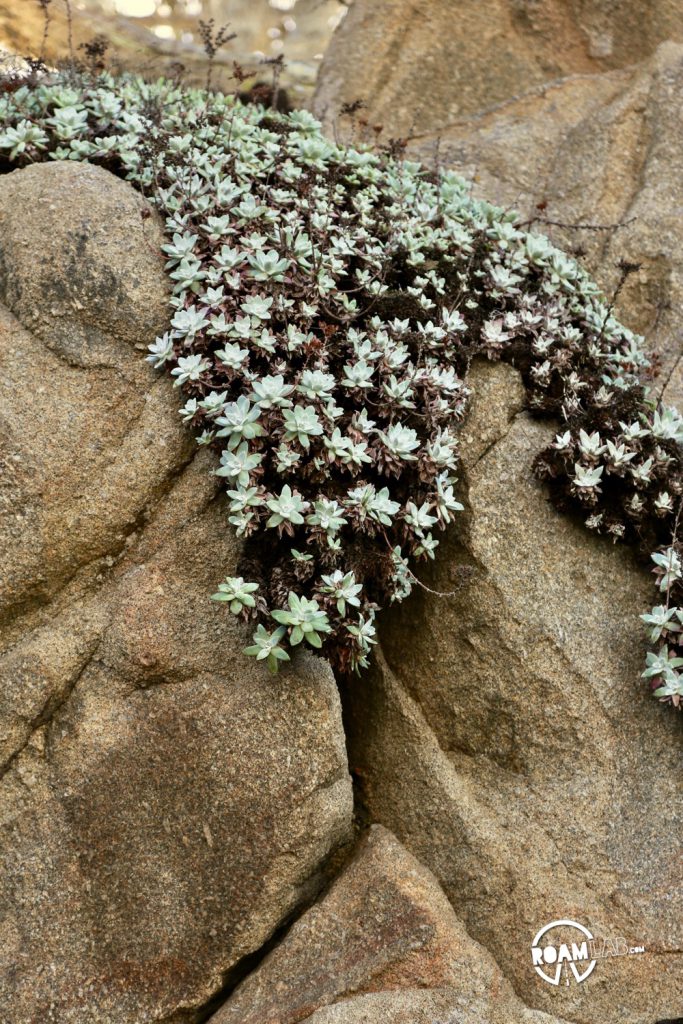 See whales, sea otters, sea lions, harbor seals, pelicans, herons, egrets, and all Point Lobos State Natural Reserve offers in an ultimate 5-mile hike.