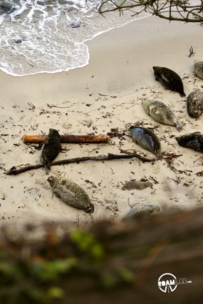 See whales, sea otters, sea lions, harbor seals, pelicans, herons, egrets, and all Point Lobos State Natural Reserve offers in an ultimate 5-mile hike.