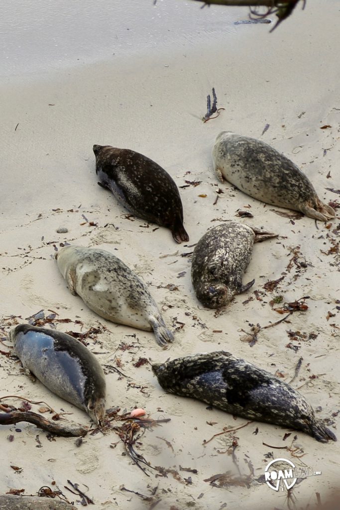 See whales, sea otters, sea lions, harbor seals, pelicans, herons, egrets, and all Point Lobos State Natural Reserve offers in an ultimate 5-mile hike.