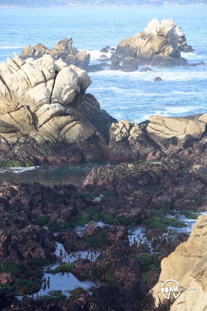 See whales, sea otters, sea lions, harbor seals, pelicans, herons, egrets, and all Point Lobos State Natural Reserve offers in an ultimate 5-mile hike.