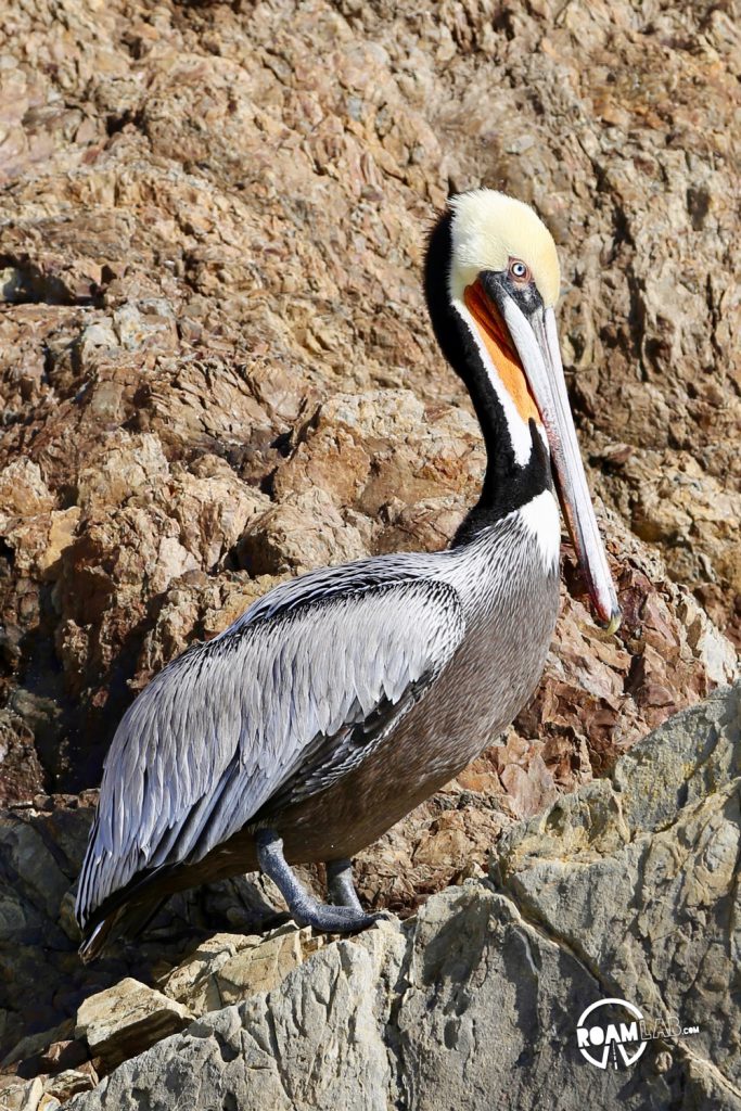 See whales, sea otters, sea lions, harbor seals, pelicans, herons, egrets, and all Point Lobos State Natural Reserve offers in an ultimate 5-mile hike.