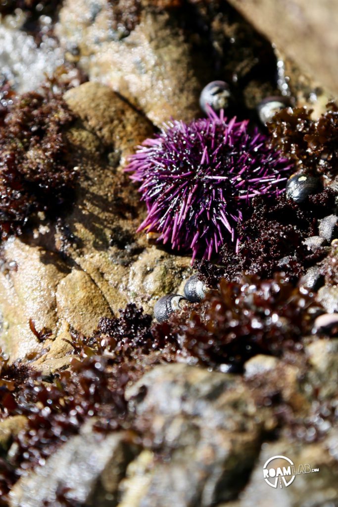 See whales, sea otters, sea lions, harbor seals, pelicans, herons, egrets, and all Point Lobos State Natural Reserve offers in an ultimate 5-mile hike.