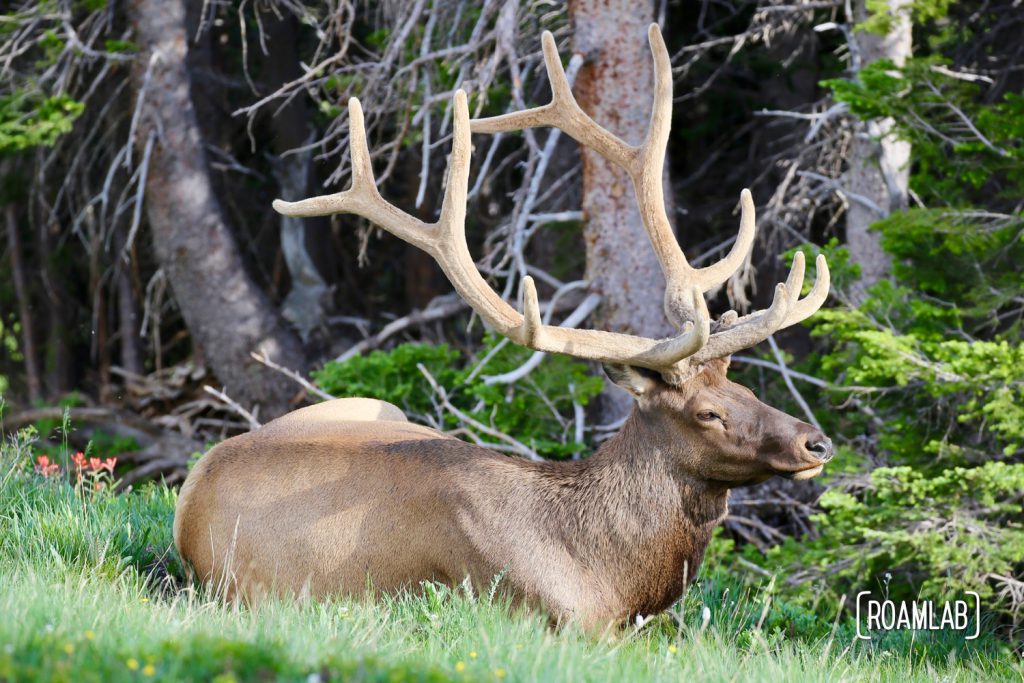 Bull elk hanging out by Old Fall River Road  in Rocky Mountains National Park