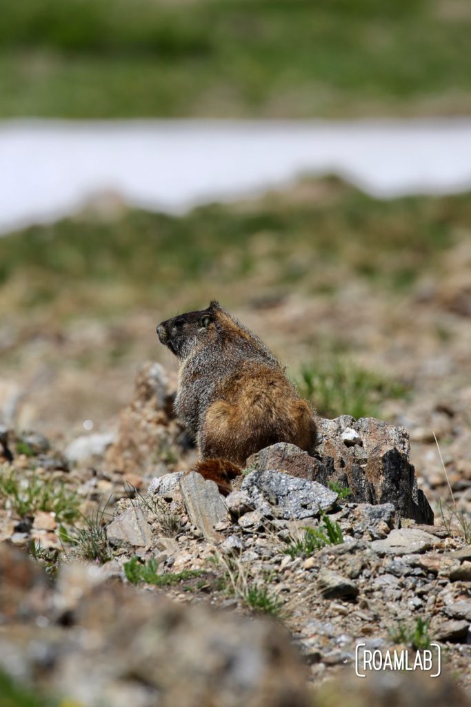 Yellow-Bellied Marmot along Old Fall River Road  in Rocky Mountains National Park