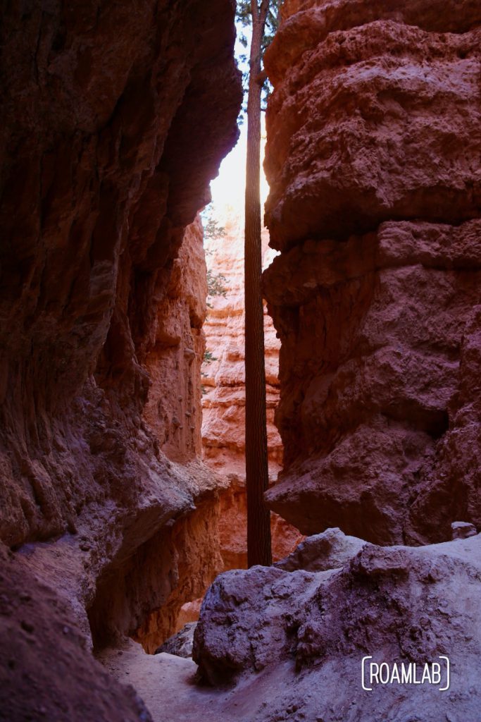 A sunrise hike of Bryce Canyon National Park from Sunrise Point to Sunset Point along the Queens Garden and Navajo Loop trails.