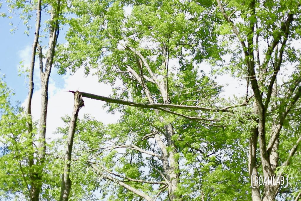 Broken branch spanning two trees.