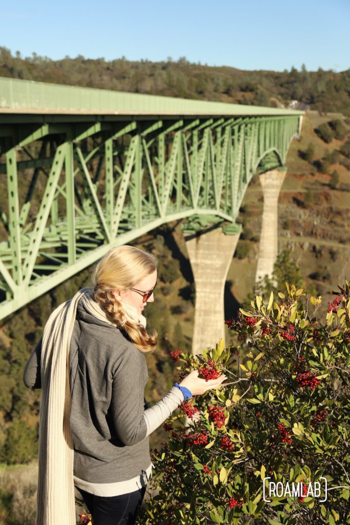 Woman inspecting a bush of red berries with the Foresthill Bridge in the background.