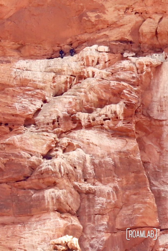 Condors collecting on the edge of the Vermillion Cliffs National Monument as seen from the Condor Viewing Site.