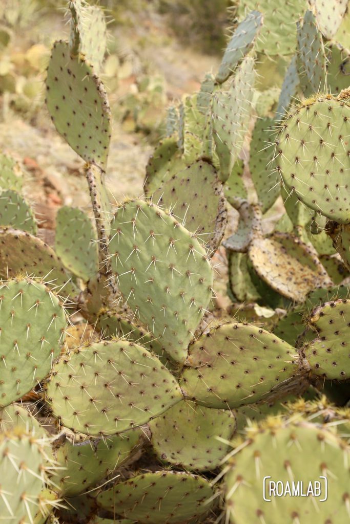 Closeup view of cacti.
