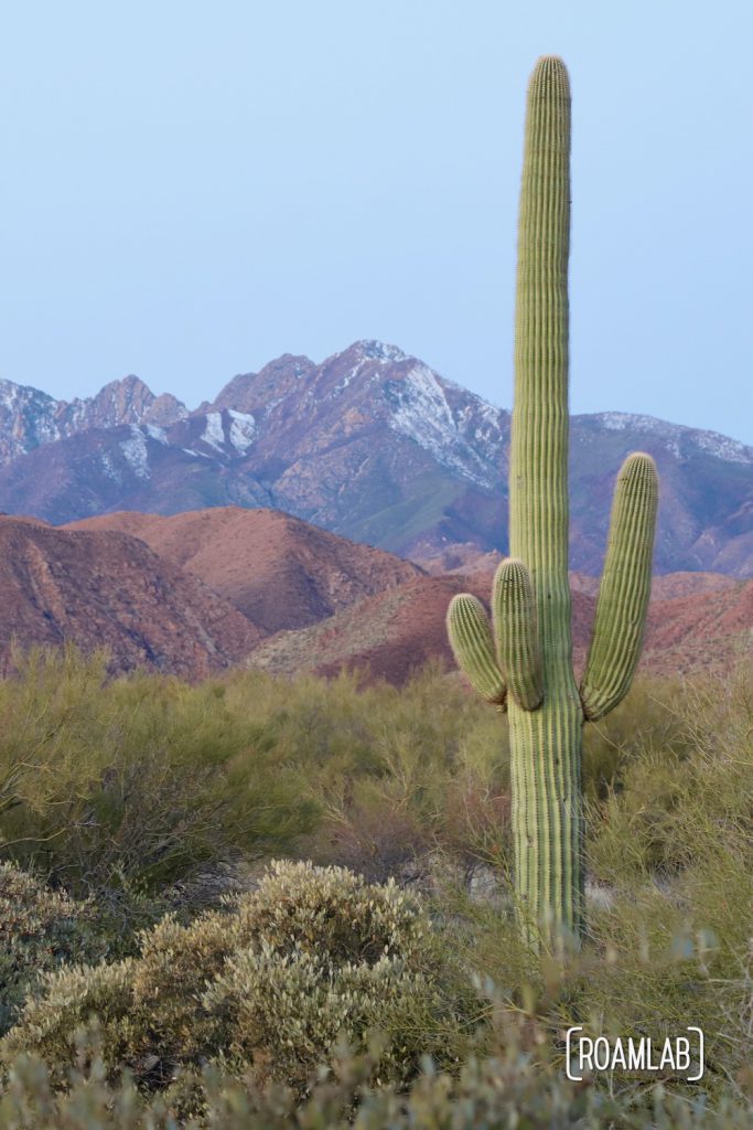 Saguaro with purple mountain in the background at Cholla Campground.