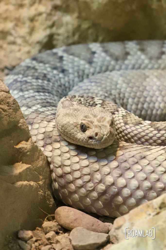 Coiled santa catalina island rattlesnake among rocks at the Arizona-Sonora Desert Museum