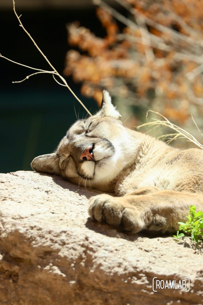 Mountain lion sunning on a rock at the Arizona-Sonora Desert Museum.