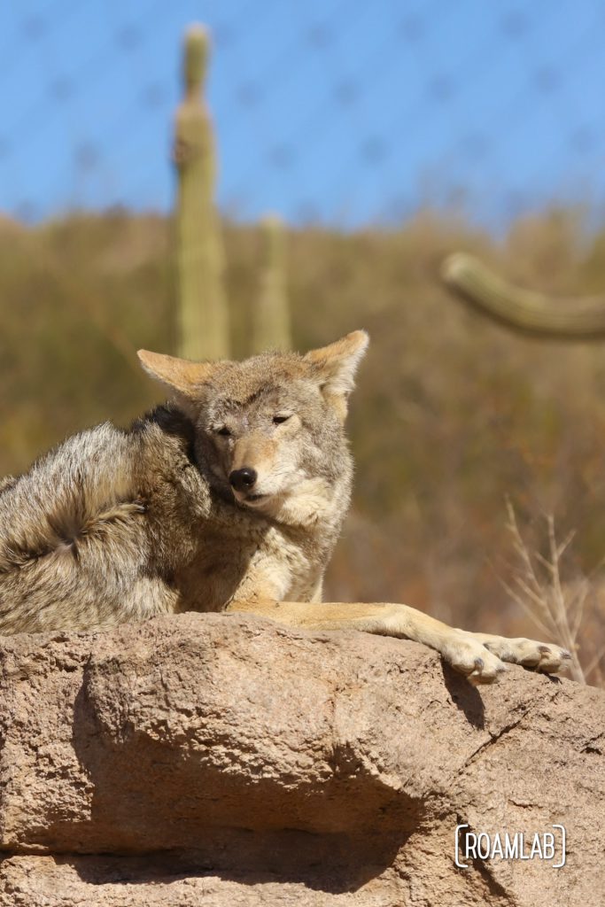 Coyote lounging on a rock with saguaro in the background at Arizona-Sonora Desert Museum