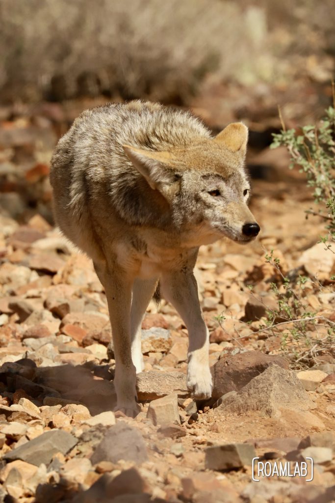 Coyote stalking through the sonora desert at the Arizona-Sonora Desert Museum