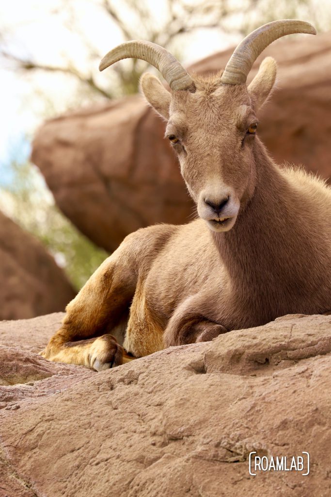 Dersert bighorn sheep relaxing among boulders at the Arizona-Sonora Desert Museum