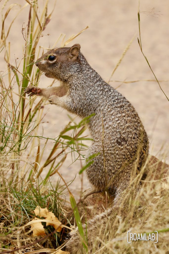 Rock squirrel reaching for wild grasses at Arizona-Sonora Desert Museum.