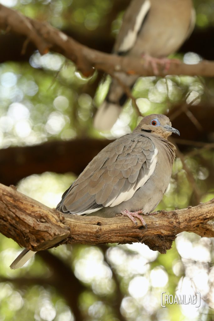 White-winged Dove on a tree branch at the Arizona-Sonora Desert Museum