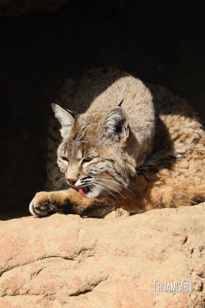 Bobcat grooming on a rock ledge at the Arizona-Sonora Desert Museum.