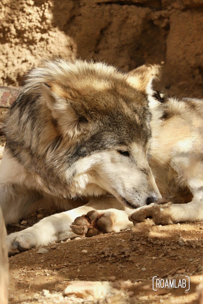 Mexican wolf reclining in the shade at the Arizona-Sonora Desert Museum