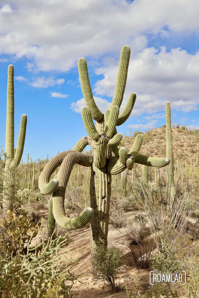 Saguaro cactus with many weirdly angled arms at the parking lot of the Valley View Trailhead.