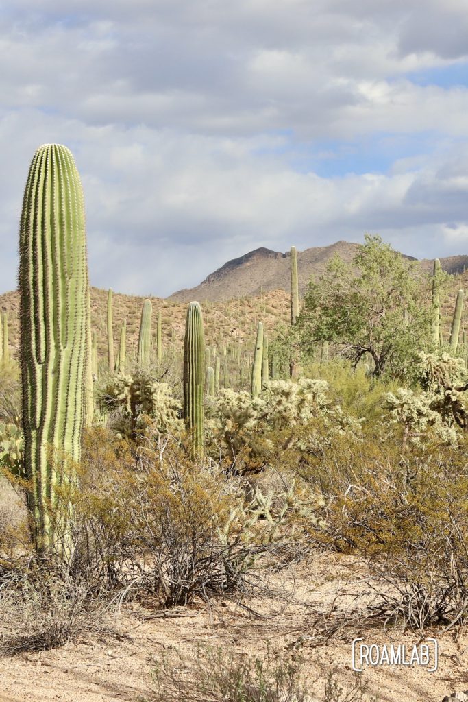 View of mountains, cactus, and dry shrubs from the Valley View Overlook Trail in Saguaro National Park