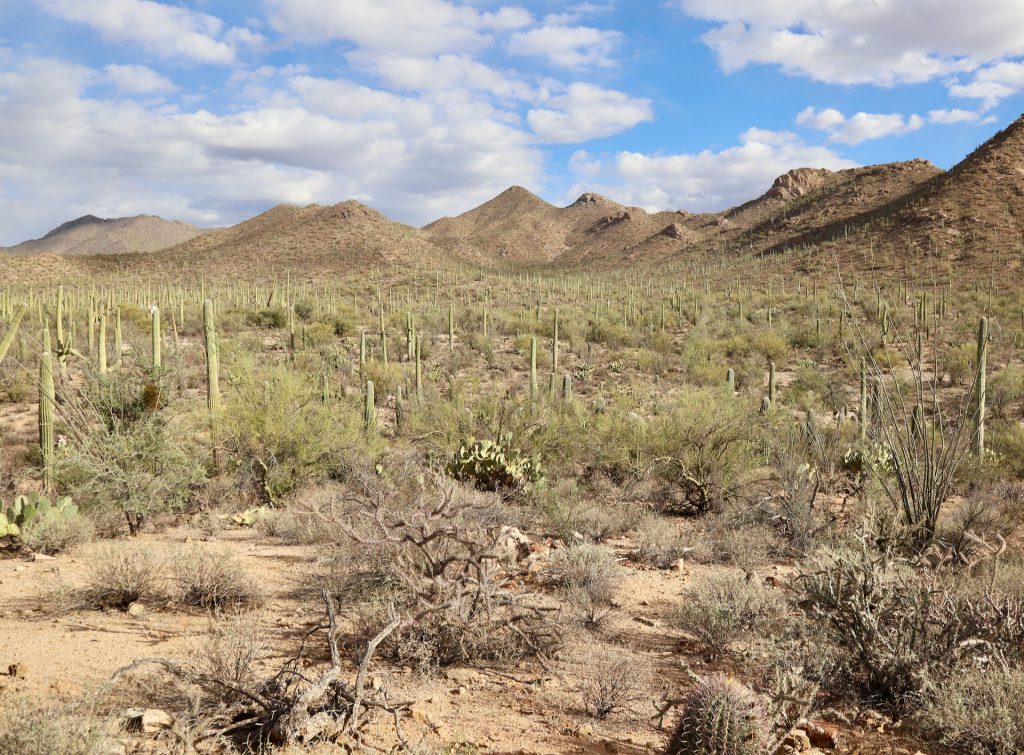 View of mountains, cactus, and dry shrubs from the Valley View Overlook Trail in Saguaro National Park