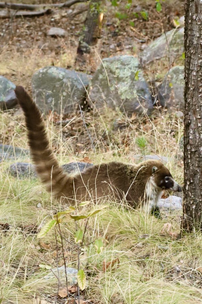 Coatimundi standing next to a tree along Silver Spur Meadow Trail