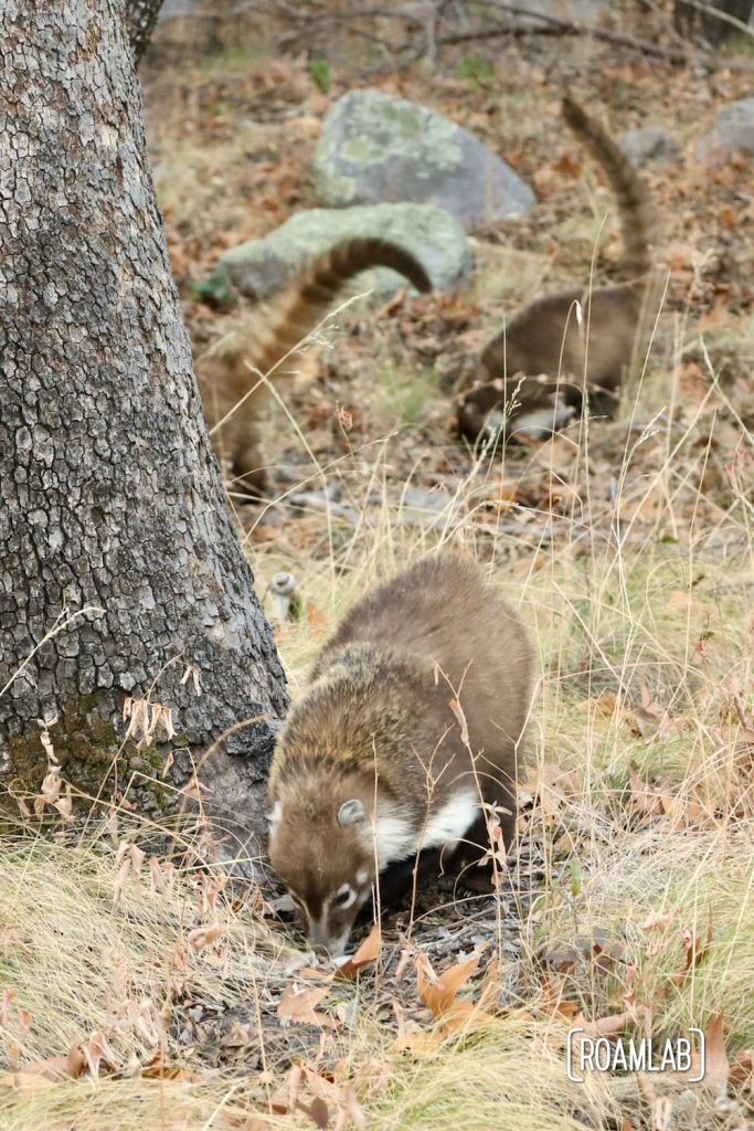 Three coatimundi digging among the grasses of Silver Spur Meadow Trail for dinner.