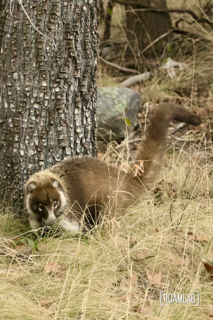 Coatimundi standing next to a tree along Silver Spur Meadow Trail