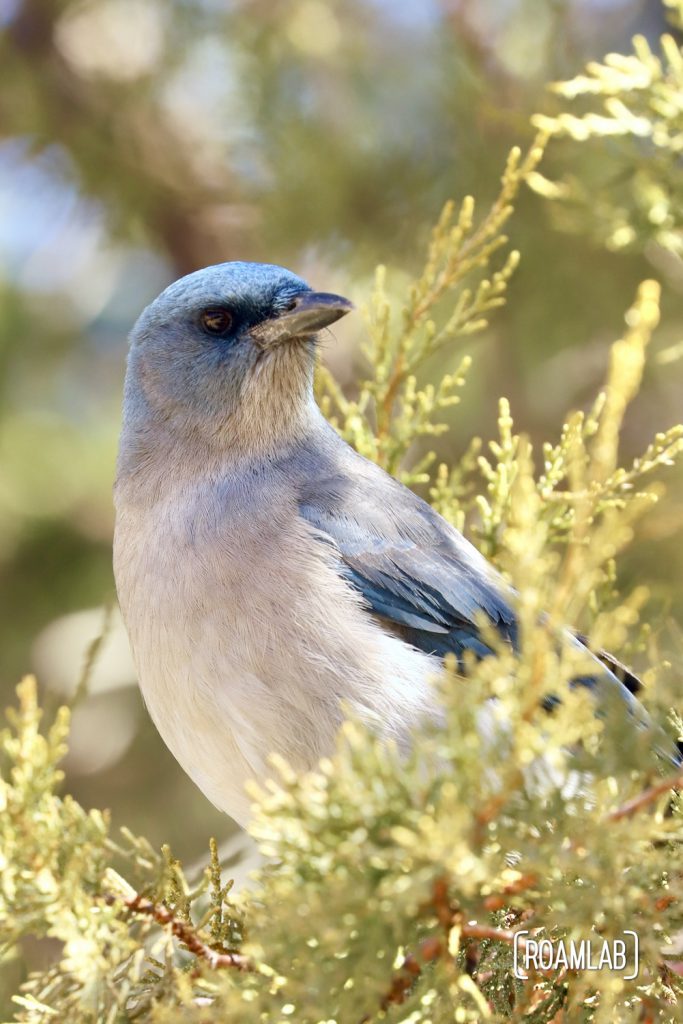 Mexican Jay looking out from a tree branch at Silver Spur Meadow Trail