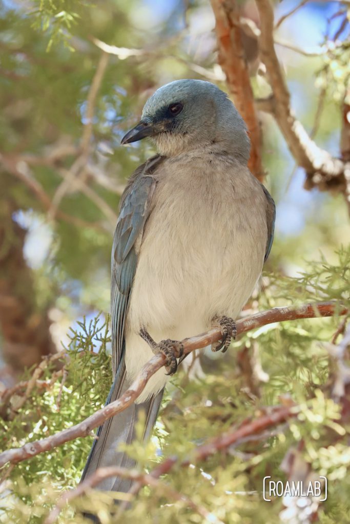 Mexican Jay sitting on a tree branch by the Silver Spur Meadow Trail