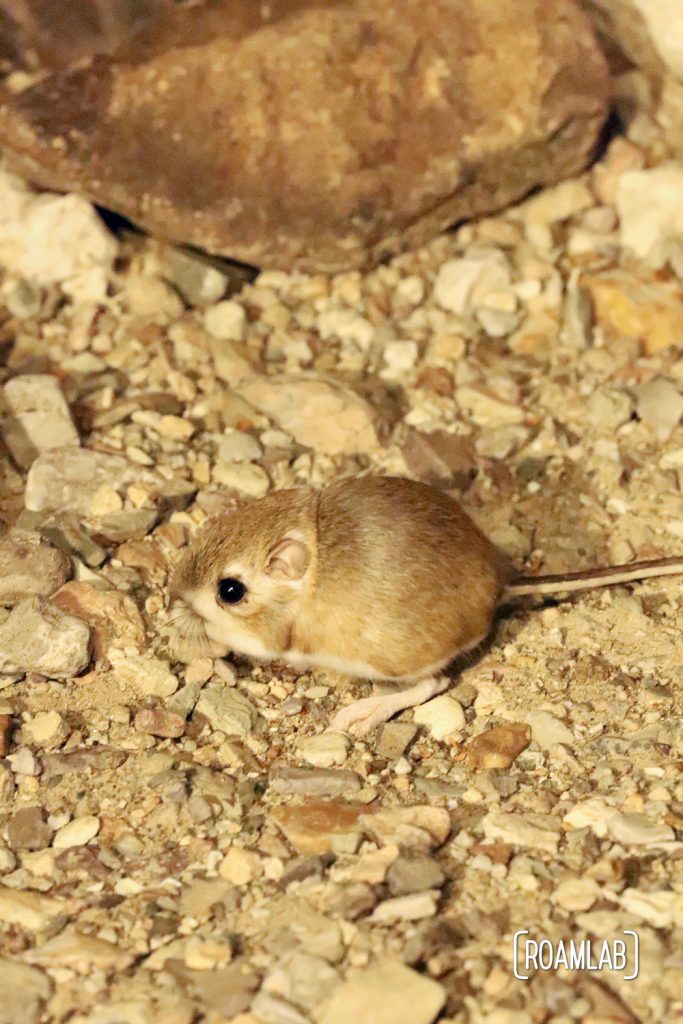 Merriam’s Kangaroo Rat on the pebble covered ground.