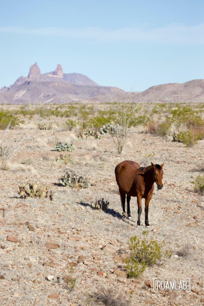 Brown horse standing in the desert with the Mule's Ears rock formation in the background in Big Bed National Park of south west Texas.