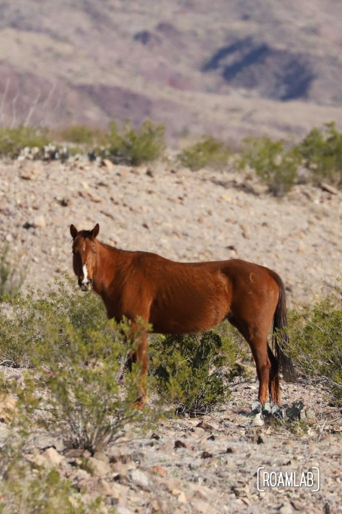 Brown horse looking into the camera while standing among the desert brush in Big Bend National Park, Texas.
