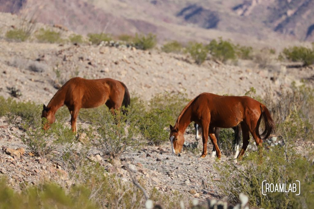 Three brown horses grazing among desert brush in Big Bend National Park, Texas.