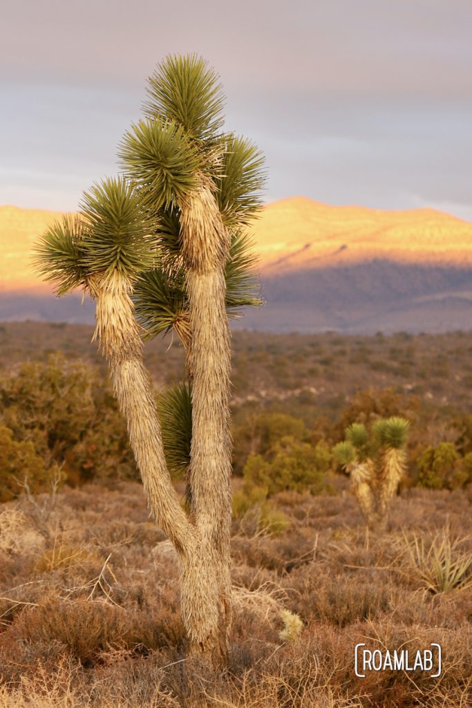 Two joshua trees in Lovell Canyon with the sunrise on the mountain side.